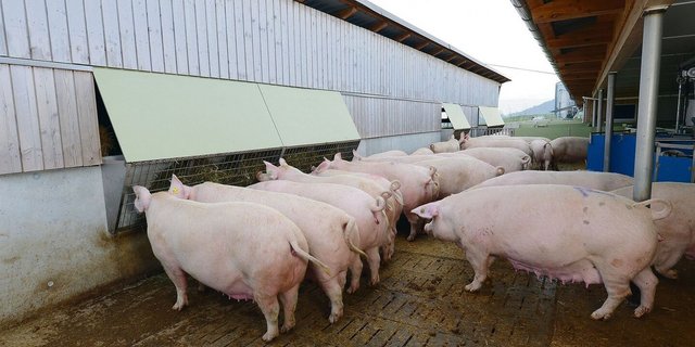 Über 200 Kilo auf wenige Quadratzentimeter Klaue verteilt: Vor allem beim Umstallen in die Gruppenhaltung ist das Verletzungsrisiko für die Sauen gross. 