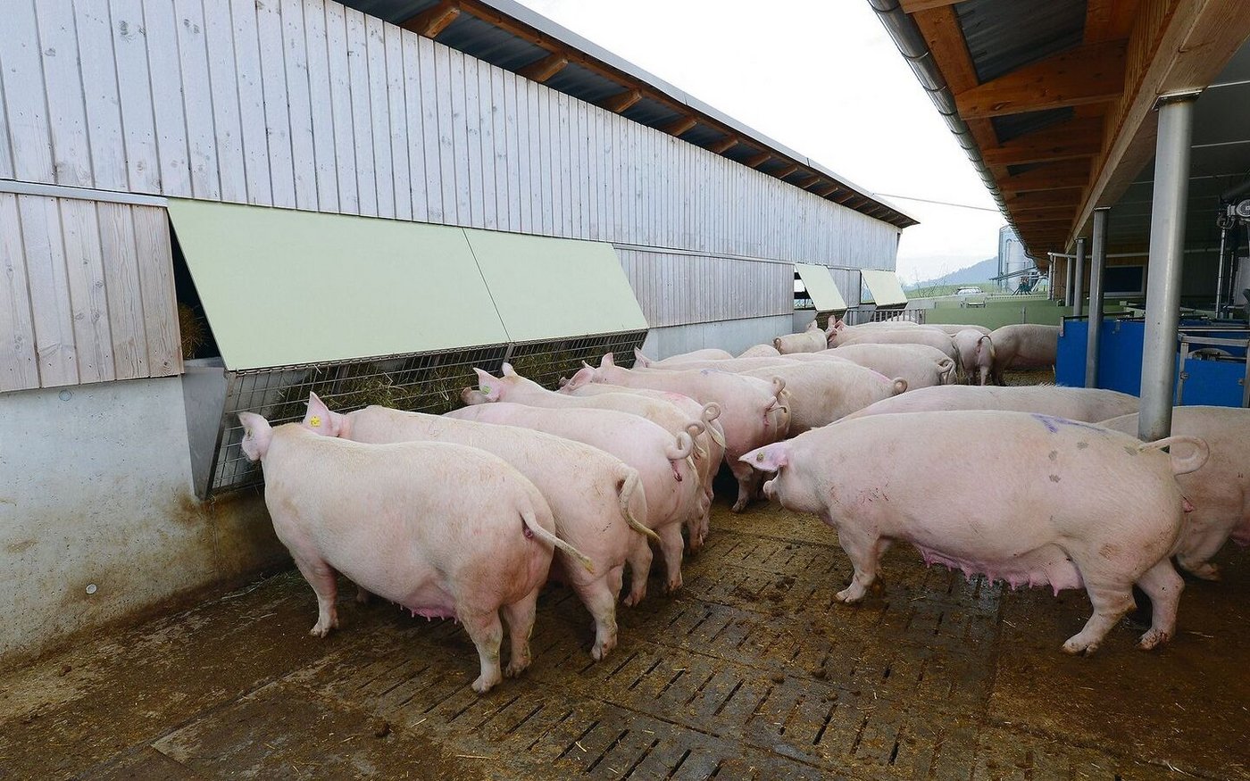 Über 200 Kilo auf wenige Quadratzentimeter Klaue verteilt: Vor allem beim Umstallen in die Gruppenhaltung ist das Verletzungsrisiko für die Sauen gross. 