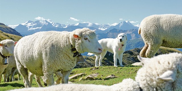 Auf den untersuchten Schafalpen in Uri und im Wallis nahmen die Kosten wegen Herdenschutz stark zu.(Symbolbild BauZ)