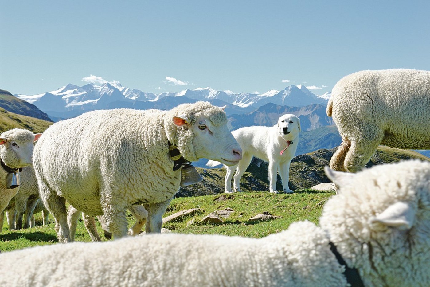 Auf den untersuchten Schafalpen in Uri und im Wallis nahmen die Kosten wegen Herdenschutz stark zu.(Symbolbild BauZ)