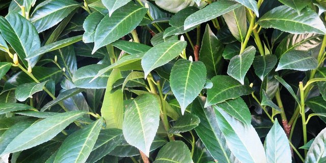 Auch der Krischlorbeer verbreitet sich unkontrolliert in der Natur, wird aber noch immer in Gärten gepflanzt. (Bild Pixabay)