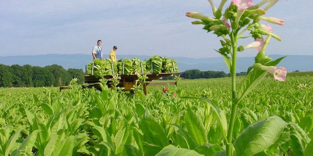 Swiss Tabac betont die strengen Kontrollen der Schweizer Produktion im Gegensatz zu jener im Ausland. (Bild BauZ)