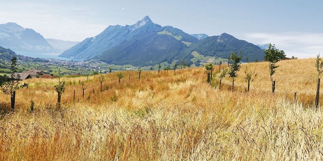 Die Obst- und Nutzholzbäume auf den Agroforstflächen vom Biohof Husmatt sind noch im Jugendstadium.