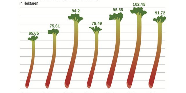 Die Konsumenten scheinen Rhabarber zu mögen, zumindest wurde in den letzten Jahren immer mehr davon in der Schweiz angebaut. (Quelle SZG/Grafik mi)
