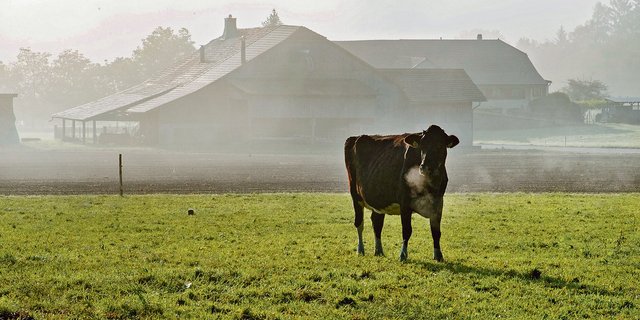 Milchkühe können an Weidetetanie erkranken, wenn zu viel Kalium mit dem Futter aufgenommen wird. (Bild zVg)
