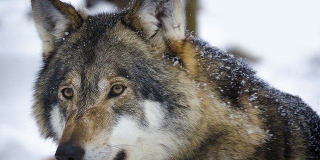 Der Wolf ist Freund und Feind gleichzeitig. Nun kommt zur politischen Diskussion auch noch ein touristischer Aspekt dazu. (Bild Pixabay)