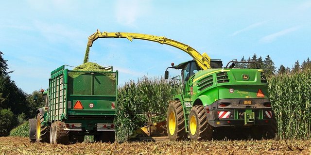 Bei Stay-Green-Sorten bleibt der Stängel optisch länger grün, reift aber trotzdem ab. Davon darf man sich für die Erntezeitpunktbestimmung nicht täuschen lassen.