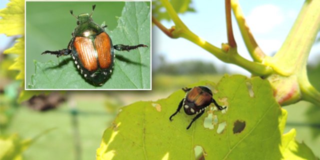 Grosses Bild: Japankäfer auf Weinrebe im Piemont, Fotografin: Cristina Marazzi, KPSD TI Oben links: Japankäfer, der typisches Alarmverhalten zeigt. (Bild Agroscope)