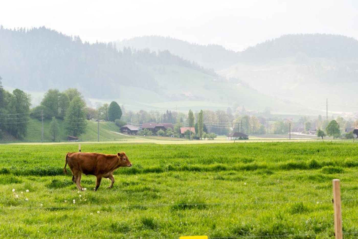 Richtiges Weiden ist mehr, als Tiere auf eine grasbewachsene Fläche zu stellen. (Bild BauZ)