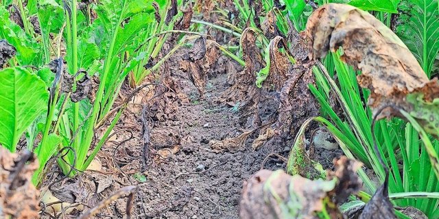 Bei optimalen Bedingungen kann sich die Cercospora-Pilzkrankheit in kurzer Zeit massiv ausbreiten. 