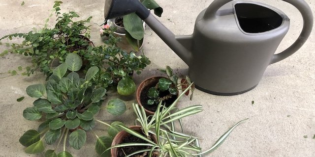 Wenn Pflanzen haben, was sie brauchen, geht es ihnen gut. (Bild et)