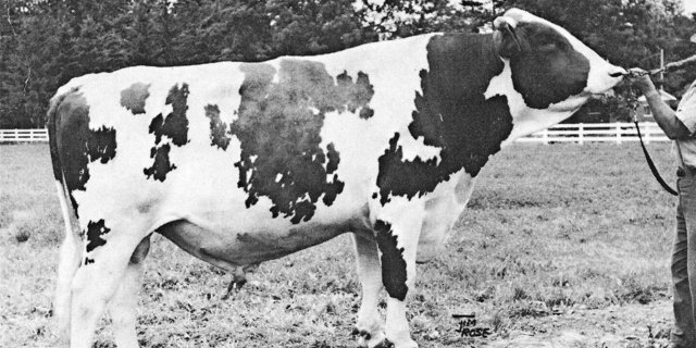 Er war der RH-Stier der 70er-Jahre: Topper war der Kuhmacher par excellence. Als Stierenvater hat er leider versagt.