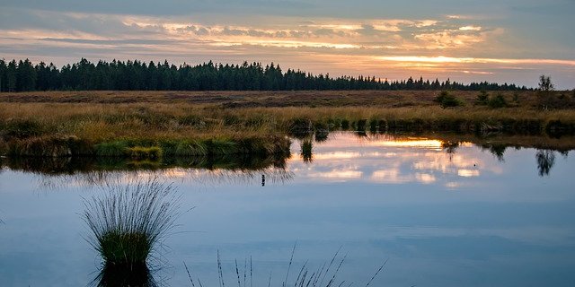 Die Hälfte der Moore sei in einem schlechten Zustand. (Symbolbild Pixabay)