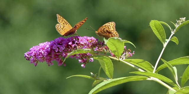 Der Sommerflieder ist ein invasiver Neophyt, der zwar schön aussieht, für die einheimische Biodiversität aber problematisch ist. (Bild Pixabay)