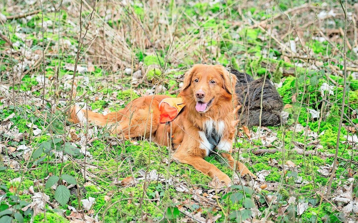 Kjell hatte den ausgelegte Wildschweinkadaver gefunden und zeigte an, indem er sich daneben hinlegte.