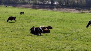 So schön der erste Weidegang im Frühling ist, so gefährlich kann er sein. Aufgrund der falschen Mineralstoffversorgung droht die Weidetetanie.