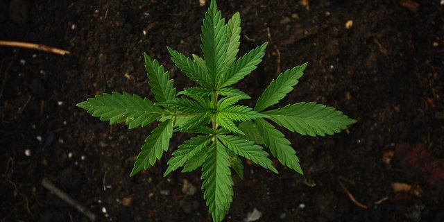 Für wissenschaftliche Studien zu Cannabis gab es bisher keine Rechtsgrundlage. (Bild Pixabay)