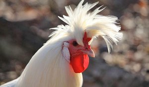 Ständerat verlangt Geld für Förderung einheimischer Nutztierrassen Die Beiträge für alte Nutztierrassen wie das Appenzeller Spitzhaubenhuhn sollen aus den bestehenden Erhaltungsmassnahmen finanziert werden oder aber zu Lasten anderer Tierzucht-Beiträge gehen. (Bild Pro Specie rara)