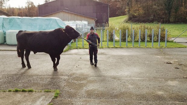 Pete, der bekannte Brown-Swiss-Stier war Teil der Stieren-Vorstellung auf dem Swissgenetics-Gelände.