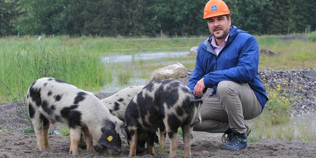 Baudirektor Florian Weber ist von den drei Turopolje-Schweine höchst angetan, die im ehemaligen Schlammweiher der Kibag AG in Edlibach als Naturschützer im Einsatz sind. (Bild zg.ch)