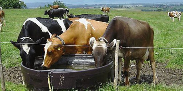 Wasser ist das wichtigste Kühlmittel für Mensch und Tier. Eine Milchkuh kann an einem heissen Tag 100 Liter Wasser und mehr trinken. Das Rindvieh kann zwar schwitzen –  damit es nicht überhitzt, sollten aber Massnahmen getroffen werden. (Bild Ursula Gostei)