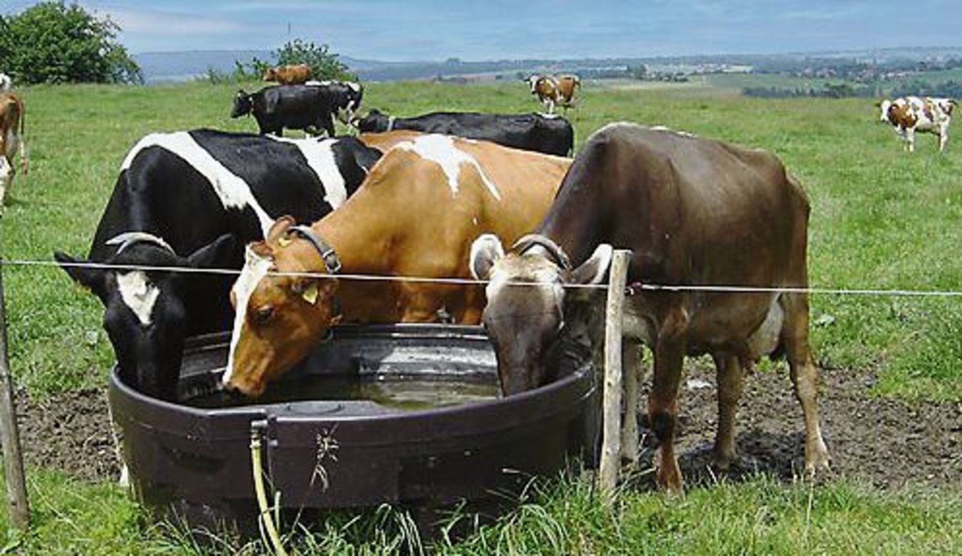 Wasser ist das wichtigste Kühlmittel für Mensch und Tier. Eine Milchkuh kann an einem heissen Tag 100 Liter Wasser und mehr trinken. Das Rindvieh kann zwar schwitzen –  damit es nicht überhitzt, sollten aber Massnahmen getroffen werden. (Bild Ursula Gostei)