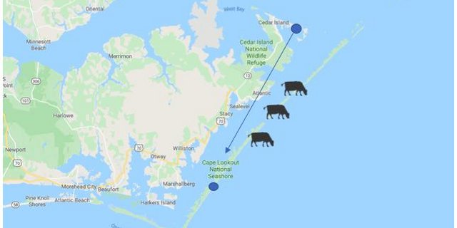 Die Kühe haben eine erstaunliche Strecke von einer Insel zur anderen zurückgelegt – und überlebt. (Karte Google Maps/ jsc)