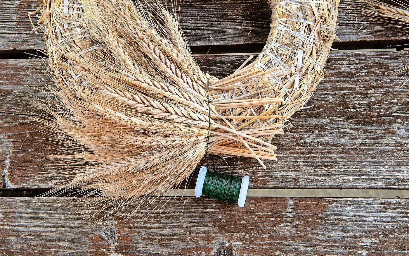 Nach einige Lagen werden die Stängel auf ungefähr Handbreite eingekürzt, damit der Kranz nicht zu dick wird.