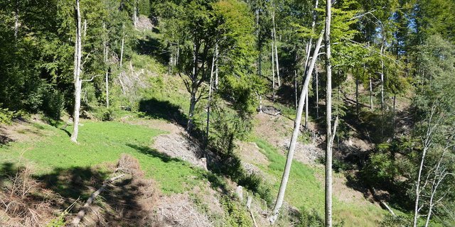 Ein Projekt zur Schmetterlingsförderung im Kanton Zürich gewann 2020 den Beugger-Preis. Es sieht vor, Wiesen und Wälder aufzulichten, Waldränder aufzuwerten sowie Wiesen und Weiden zu entbuschen. (Bild Heiri Schiess)