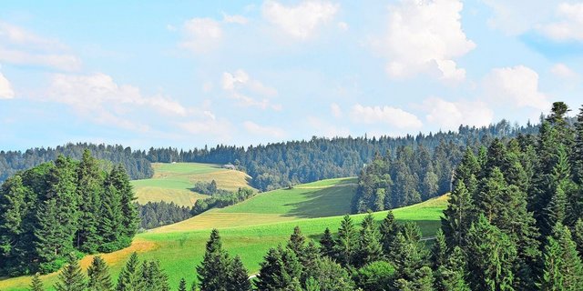 Die Waldgrenze verschiebt sich nach oben, auch die Baumartenzusammensetzung wandelt sich.