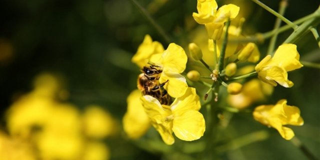 Sind Neonicotinoide bienenschädlich? Bayer gibt noch nicht klein bei. (Bild Pixababy) 