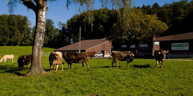 Die Vianco AG will sich mit der Aquise bei den graslandbasiertern Qualitätsprogramme stärker aufstellen. (Bild Vianco)