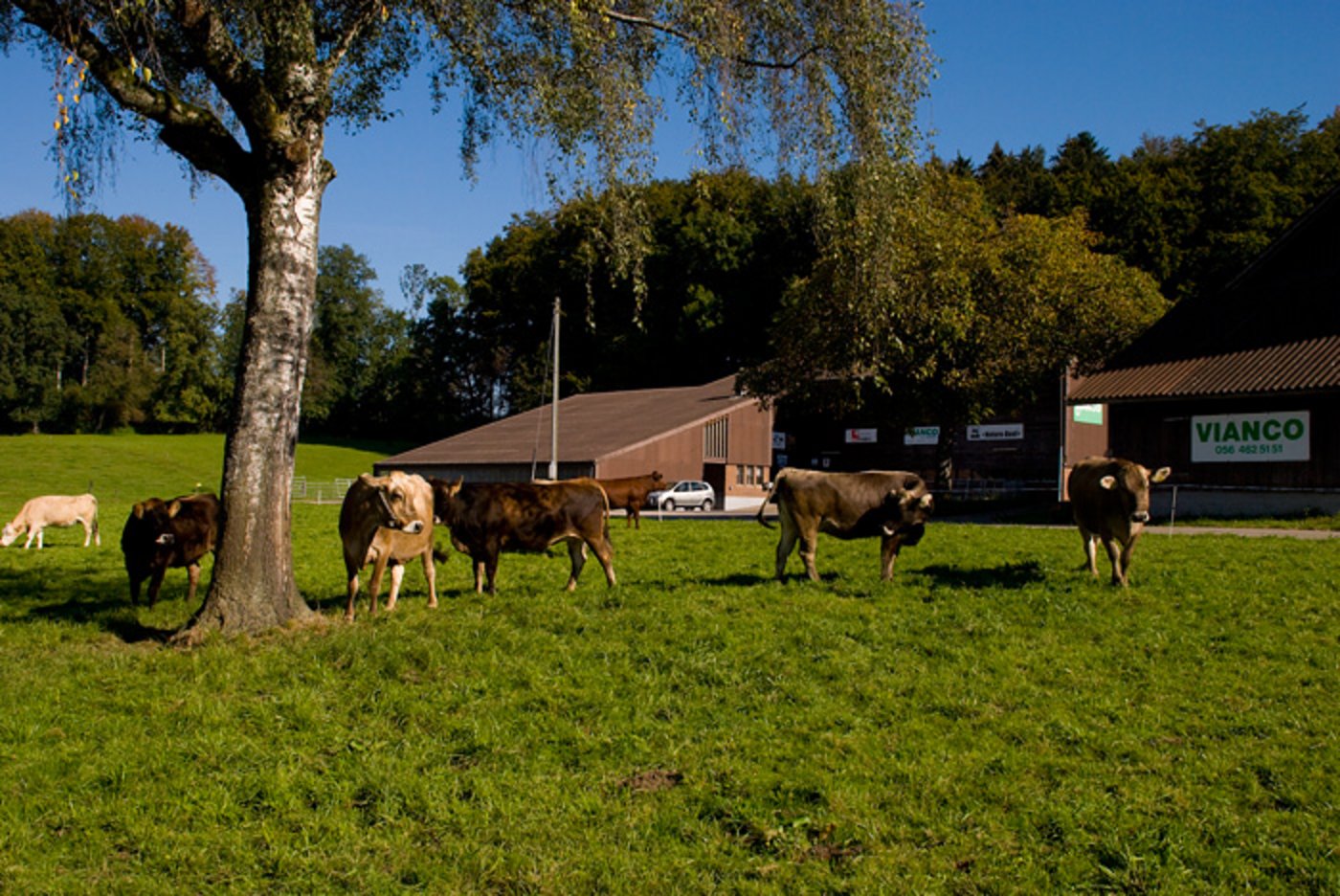 Die Vianco AG will sich mit der Aquise bei den graslandbasiertern Qualitätsprogramme stärker aufstellen. (Bild Vianco)