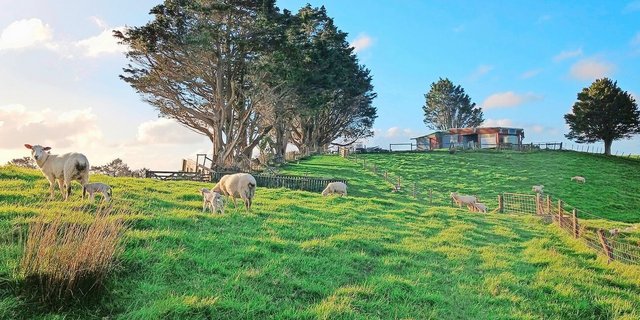 Das Landschaftsbild Neuseelands, wie man es heute kennt, ist durch Abholzung entstanden. Jetzt soll grossflächig aufgeforstet werden.