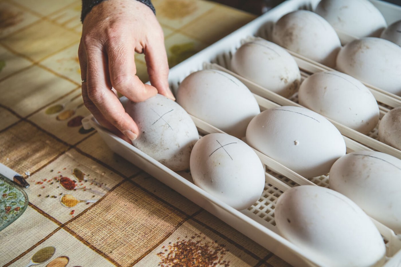 Die Gänseeier müssen regelmässig gewendet werden. Plus- und Minus-Zeichen auf den Schalen helfen beim Wenden. (Foto: Marion Nitsch)