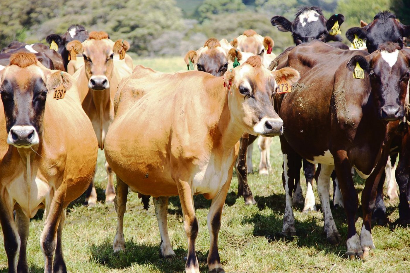 Seit gut 150 Jahren zieht es Schweizer Bäuerinnen und Bauern in die neuseeländische Landwirtschaft. Die ersten Neuseeland-Auswanderer waren mehrheitlich Tessiner und einige Bündner.(Bild Matthias Stadler)