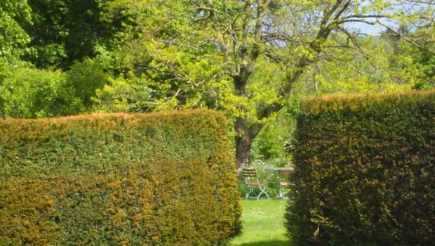 Familie Schweizer möchte meist ein hohes Mass an Privatsphäre: Geschlossene Heckenkörper wirken kompakt und undurchlässig. (Bild Ruth Bossardt)