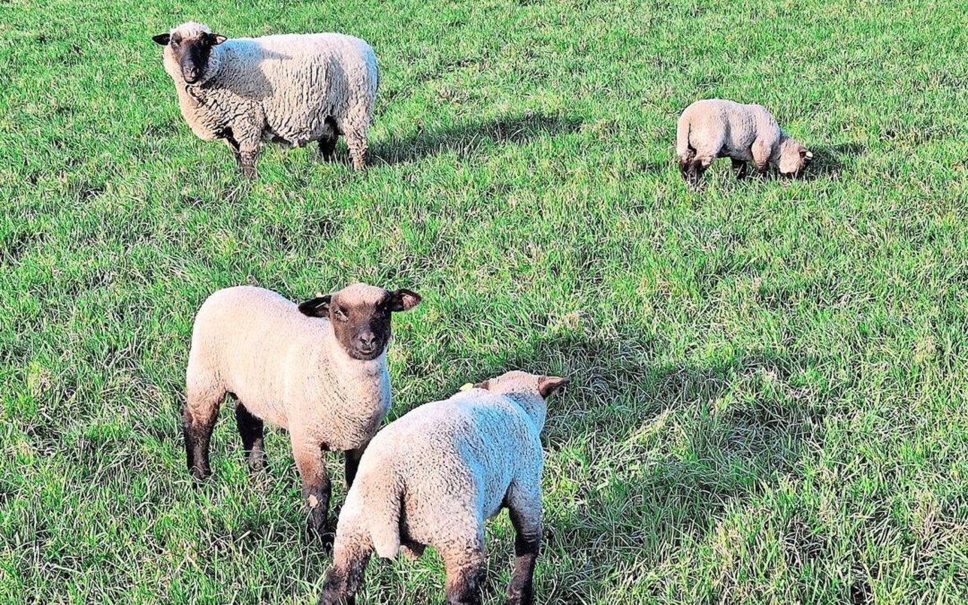 Während bei den Ziegen Tiere in jeder Alterskategorie an der Breinierenkrankheit erkranken können, sind es bei den Schafen mehrheitlich die Lämmer.