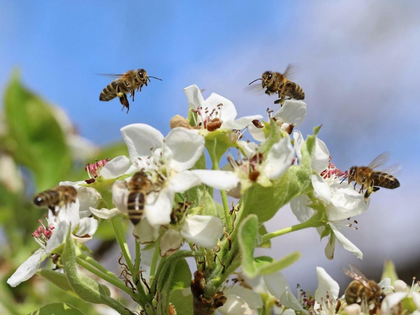 Sowohl Befürworter als auch Gegner der Pflanzenschutz-Initiativen meldeten sich am Weltbienentag zu Wort. (Bild SBV)
