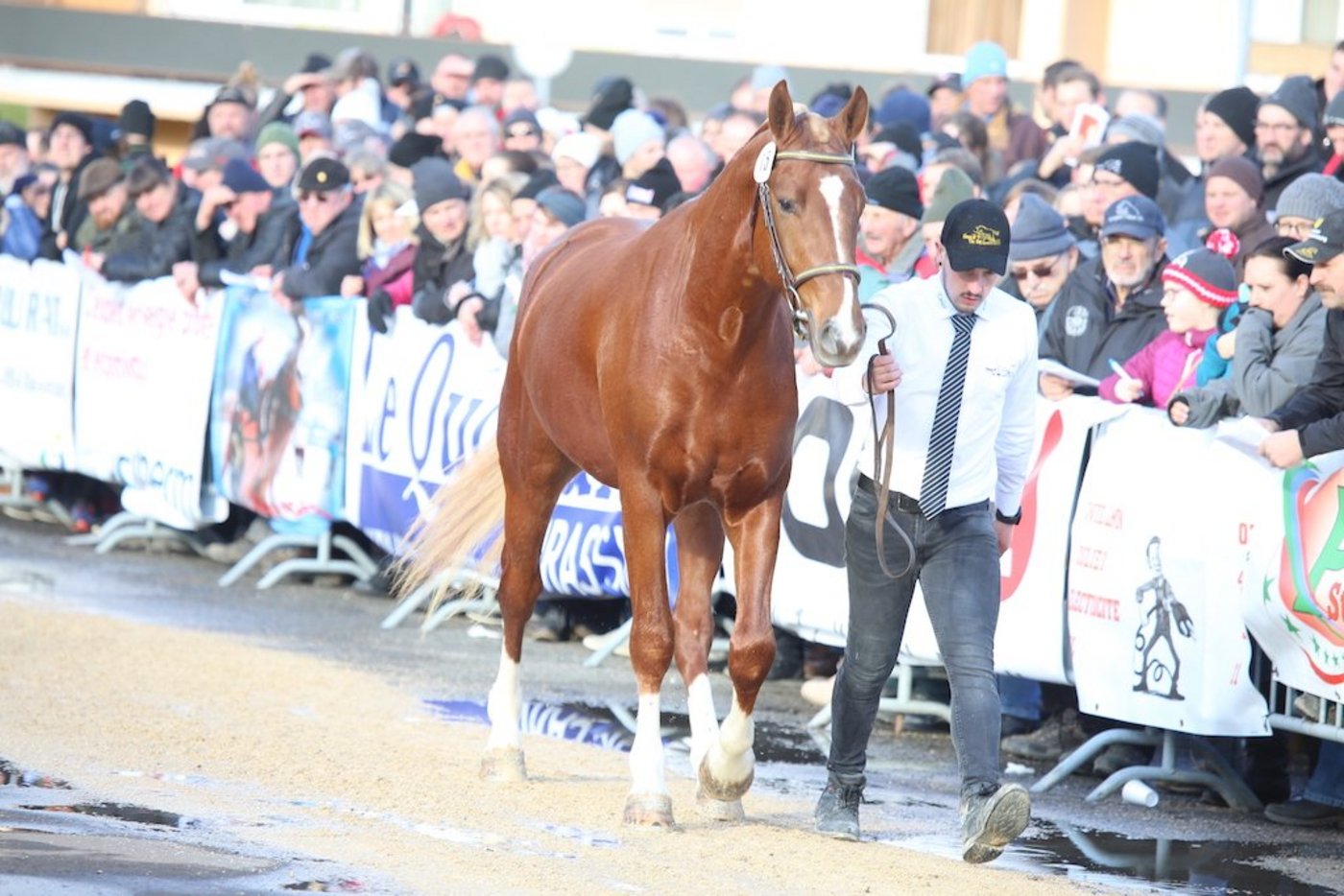 Die Diskussion um weisse Beine ist bei Freibergern nicht neu. Der Fall von Cartoon sei aber eher ein Nebenschauplatz tiefer liegender Probleme beim Verband. (Bild kr)
