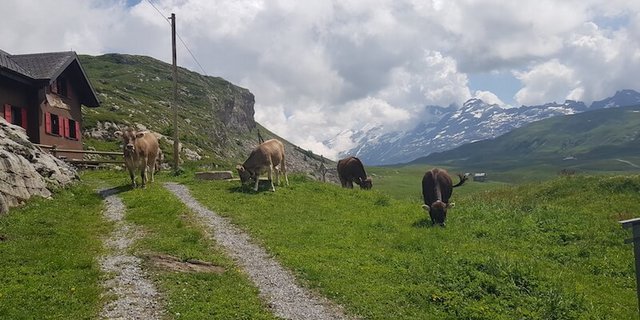 Wegen des etwas späteren Alpbeginn in diesem Frühsommer waren die Tiere noch nicht direkt bei der Alpwirtschaft zu sehen. Dank dem «Fruttli-Zug» war es aber kein Problem. Dieser führte die Gäste nach dem Mittagessen etwas weiter zur Tannalp, wo die weidenden Alpkühe bestaunt werden durften. (Bilder zVg)