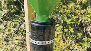 Überall sind Fallen Überall sind Fallen platziert, um Käfer zu fangen.