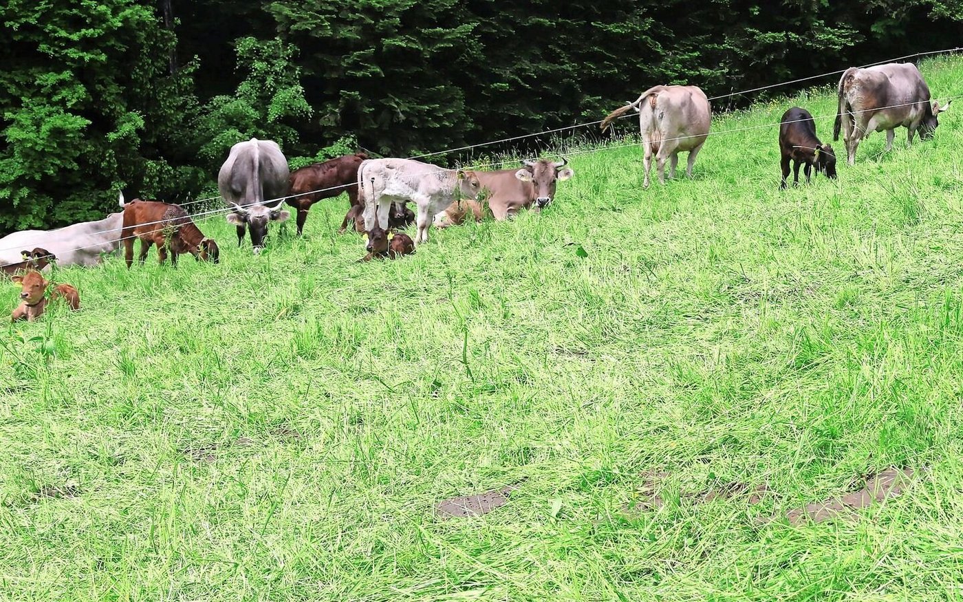 Auf dem Biohof Bruhst werden erste Versuche mit dem Mob-Grazing-System gamacht. Die Herde ist nur eine kurze Zeit auf einer kleinflächigen Weideparzelle.