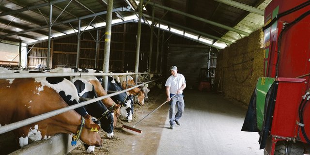 Marco Brandenbergers Milchkühe fressen täglich Pflanzenkohle und scheinen davon zu profitieren.(Bild jsc)
