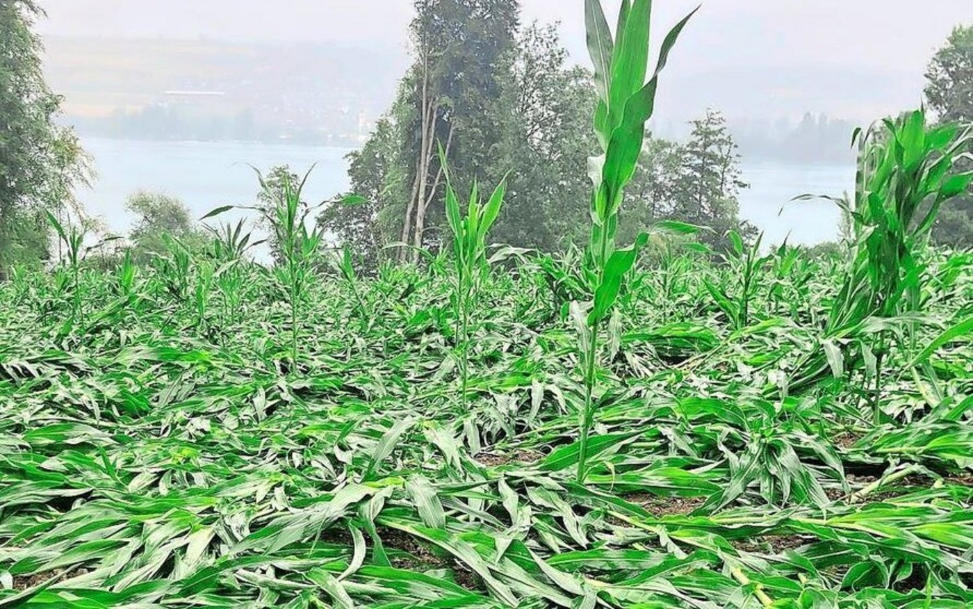 Nicht wegen Sturmwind, sondern Frass durch Erdraupen umgefallener Mais bei Martin Baumann in Beinwil am See. 