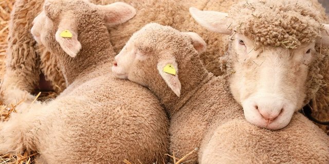 Saisonal oder asaisonal? Beide Systeme haben ihre Berechtigung, findet unser Autor.