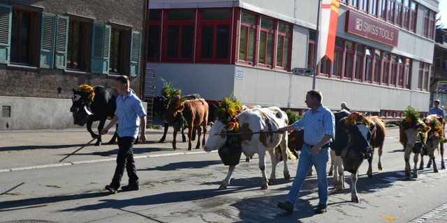 Gegen 600 Rinder gingen im Wase i. E, BE, talwärts.