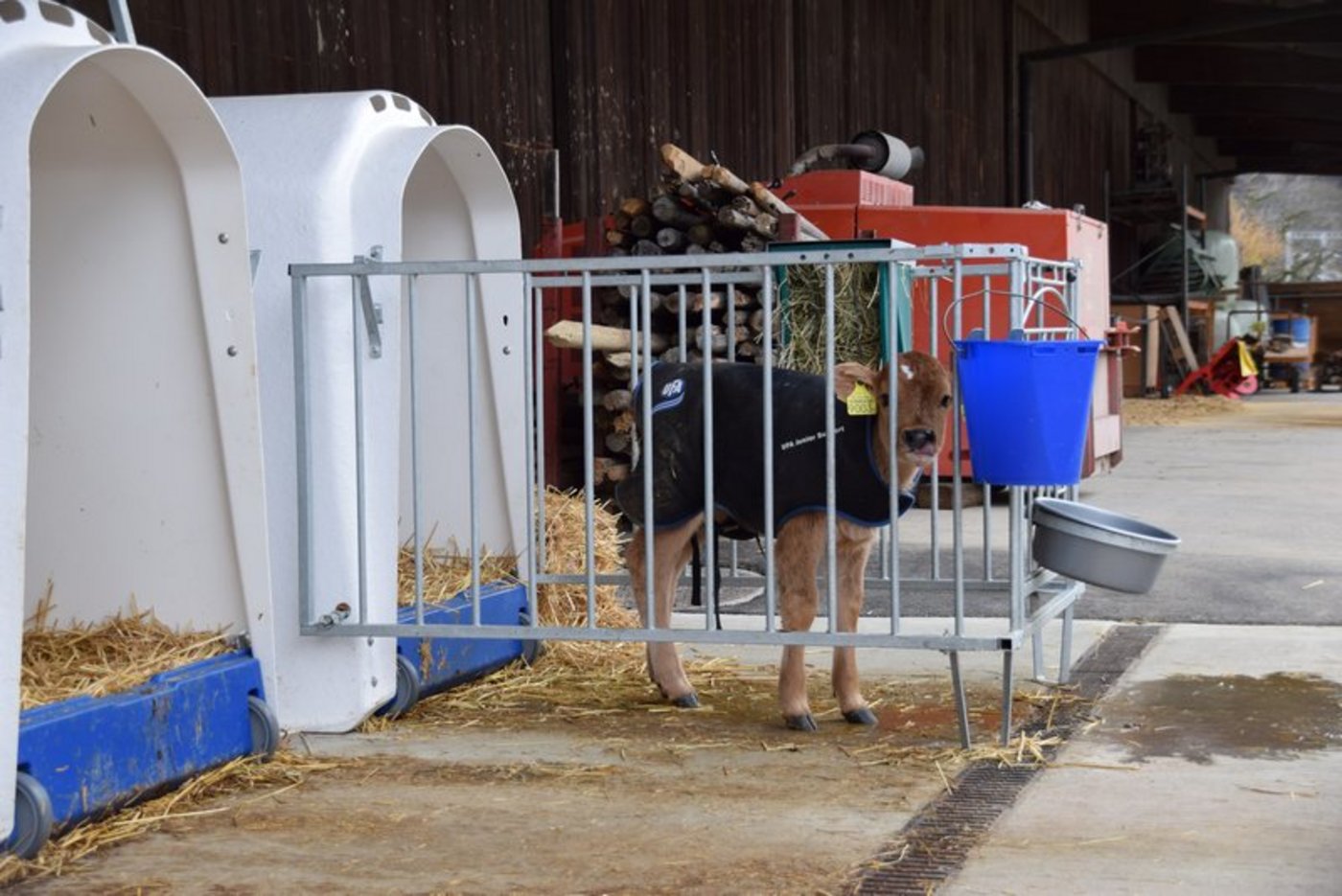 Auch Kälberiglus müssen korrekt, das heisst, in ein Güllelager, entwässert sein. Im neuen Milchviehstall vom Inforama Rütti ist die Situation vorbildlich. (Bild jba)