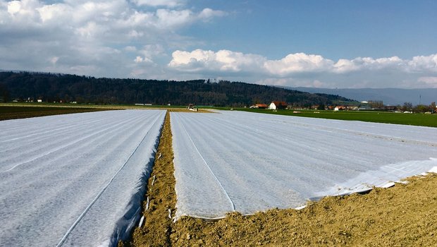 Das Kartoffelfeld wird mit Vliesbahnen bespannt. Für eine optimale Wirkung müssen die Bahnen straff gespannt sein. (Bild Lukas Streit)