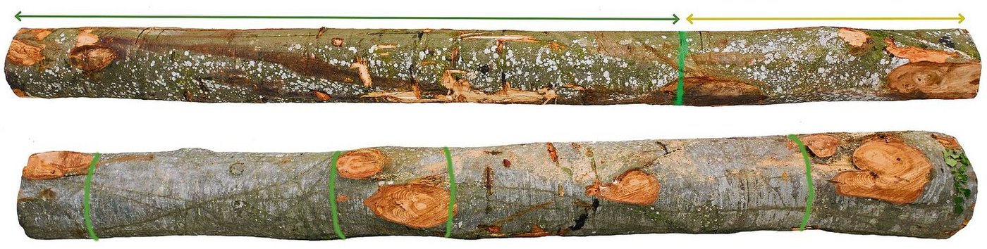 Qualitätstrennschnitte: Der Stamm oben wird bei der grünen Markierung getrennt, der gelbe Teil rechts ist nicht mehr sägefähig. Der Stamm unten ist wegen den vielen Ästen nicht sägefähig. Astfreie Stücke müssen mindestens drei Meter lang sein.  